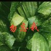 娱乐的头像