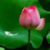 花落轻思梦的头像
