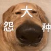 bule的头像