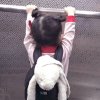 z的头像