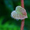 竹风心雨的头像