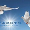 鸟语花香的头像