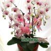 《牵挂》………的头像