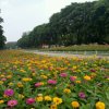 花水木的头像