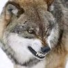 北方的狼的头像