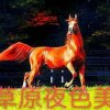 ꧁草原夜色美꧂的头像