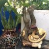 jiao暂离的头像