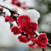 冰雪寒梅的头像