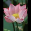 出水芙蓉的头像