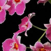  诗/歌兰花幽香 兰花幽香歌的头像