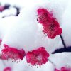 寒梅傲雪的头像