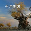 千年胡杨的头像