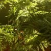 文竹的头像