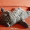 感同身兽（退出）的头像