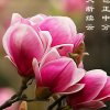 淡淡的幽香的头像