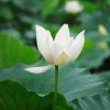 菩提冰雪紫夏的头像