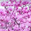 知音《退出》的头像
