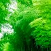 龙俊淡然一笑的头像