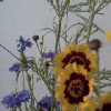 煙花三月的头像