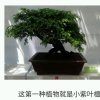 柠檬不萌的头像