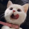 想我了吗的头像
