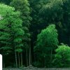 醒来的狮子的头像