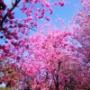 芳菲的头像