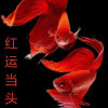 浅黛微妆暂停的头像