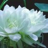 王红芳的头像