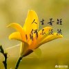 落叶知秋的头像