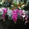 芙蓉的头像