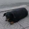 狗的头像