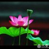 云水。禅心。的头像