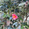 芬芳的头像