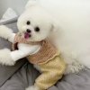美好的未来的头像