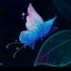 不变的音乐的头像