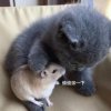猫和老鼠的头像