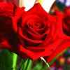 玫瑰的头像