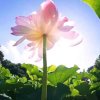 ༺控࿈魂༻慧洋洋的头像