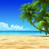 花开半夏的头像