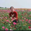 腊梅花的头像