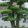 秋水伊人的头像