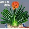 默默的付出的头像