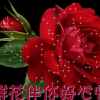 红叶的头像