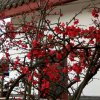 梅枝兰的头像