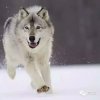 雪狼的头像