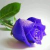 蓝色玫瑰的头像