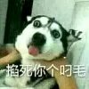 你若安好那还得了的头像