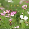 复193梦草原【虎啸战队】的头像