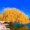 永远的---的头像